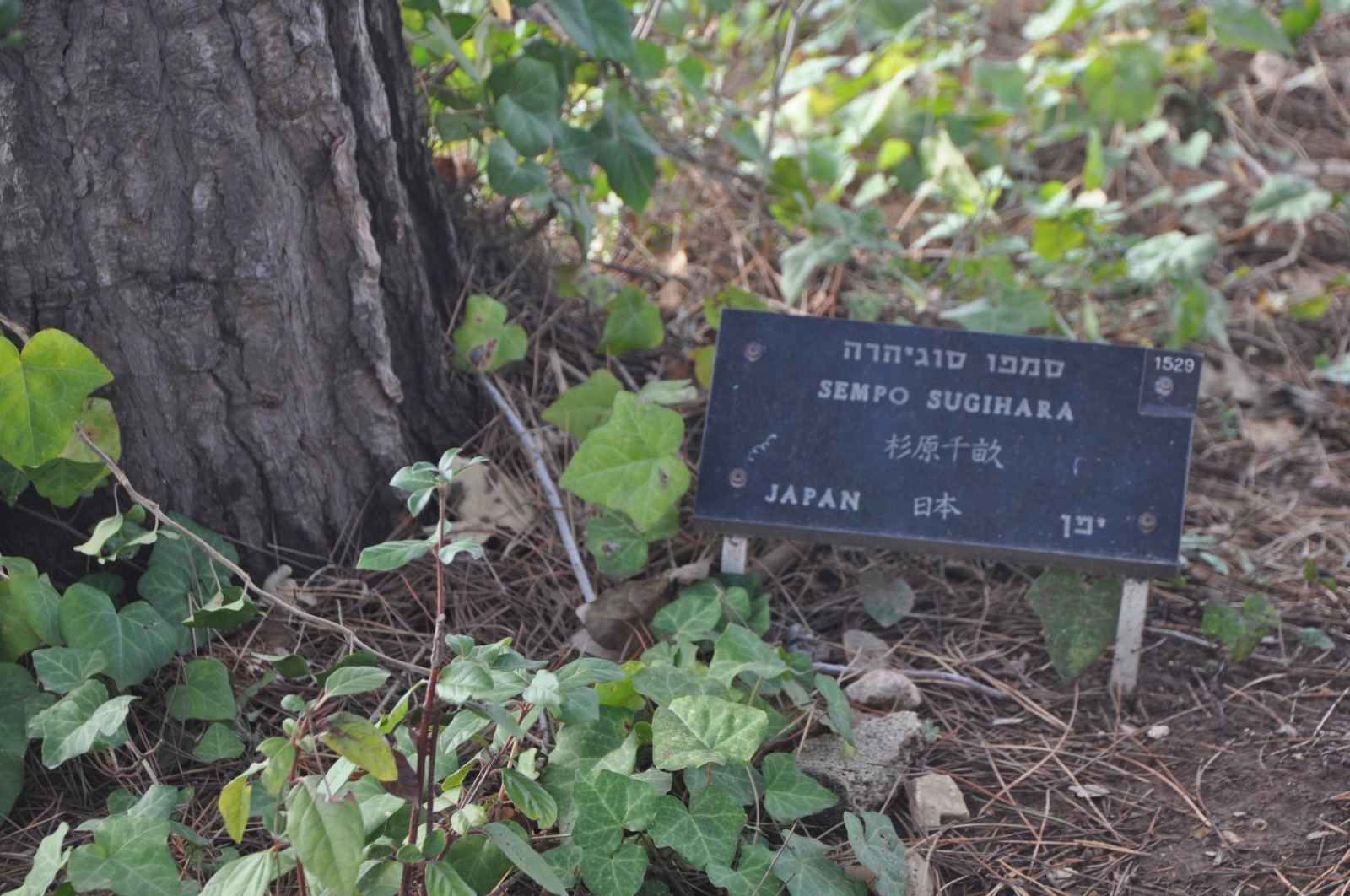 Chiune “Sempo” Sugihara’s plaque (marker No. 1529) in the Garden of the Righteous Among the Nations at Yad Vashem, Jerusalem